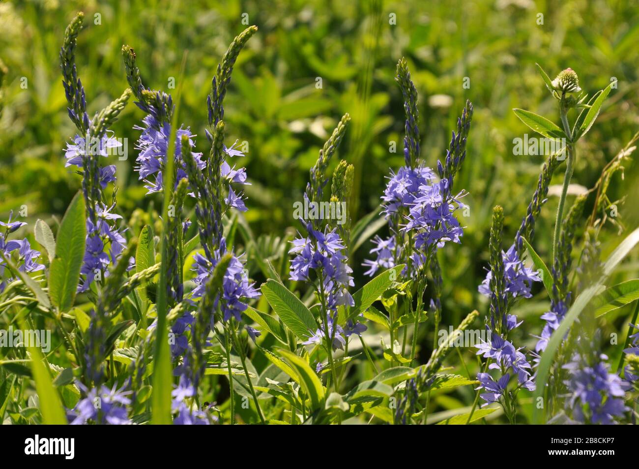 A lot of blossoming veronica flowers in the meadow in early summer. Common names of this plant include speedwell, bird`s eye, and gypsyweed. Stock Photo